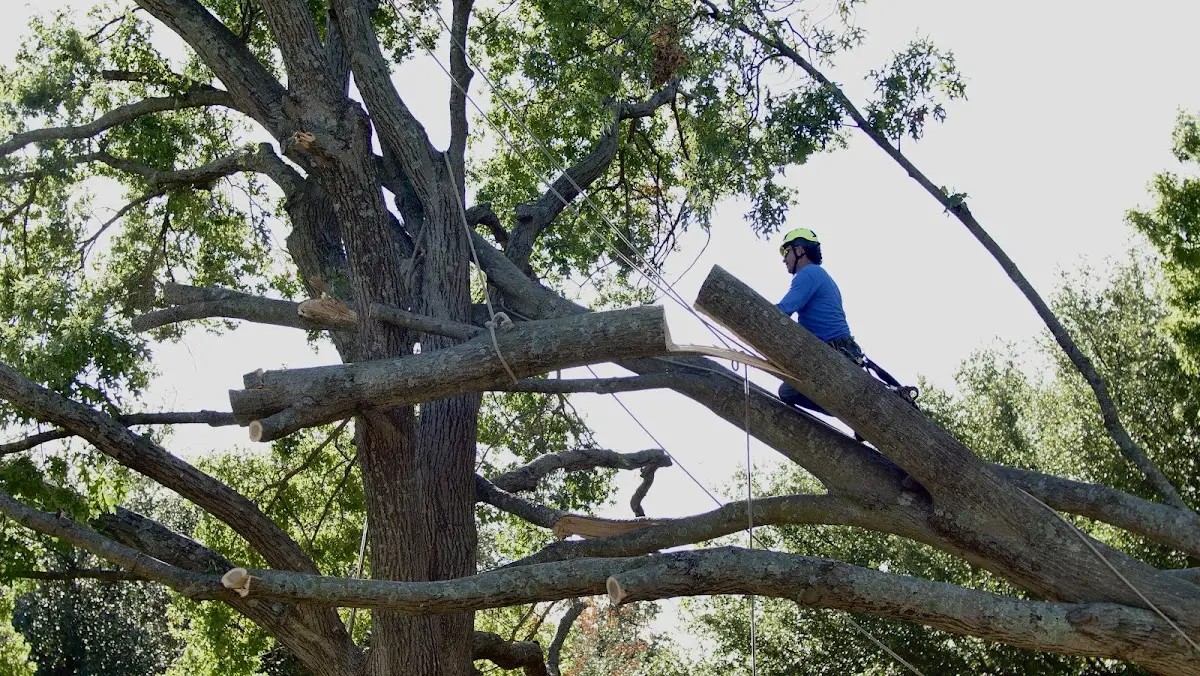 Professional Hazardous Tree Removal performed by certified arborists in Ashcamp